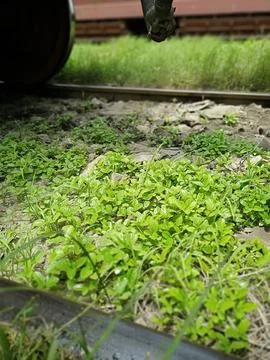 Green Landscape Development in Nature's Backyard Stock Photos
