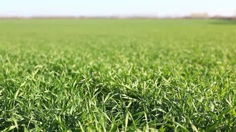 Green landscape Video stock 11940864