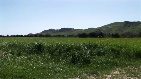 Green landscape with grass in the wind Stock Footage 84741378