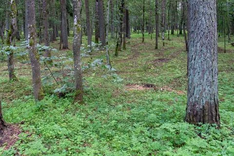 Green landscape in a mixed tree forest with plant vegetation Stock Photos