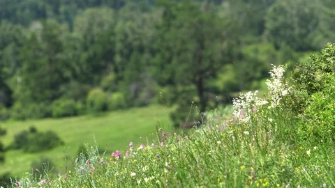 Green landscape in the mountains 動画素材 112929216