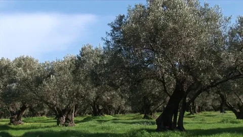 Green landscape with Olive trees and grass Stock Footage 84328361