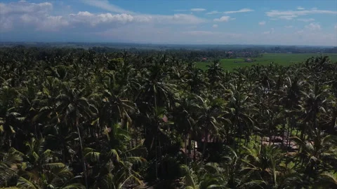 Green landscape with palms and fields on Bali, aerial view Stock Footage 134615192