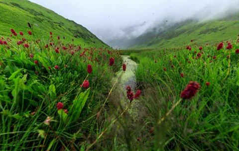 Green landscape Photos
