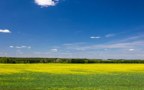 Green landscape Stock Photos