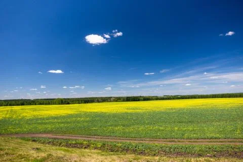 Green landscape Stock Photos