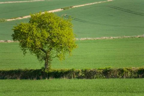 Green landscape 스톡 사진