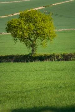Green landscape Stock Photos