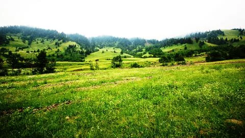 The green landscape Stock Photos