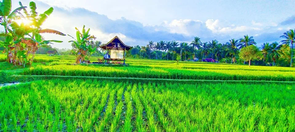 Green Landscape Stock Photos
