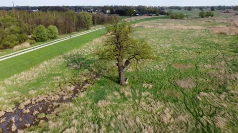 Green landscape - single tree Stock Footage 239734148