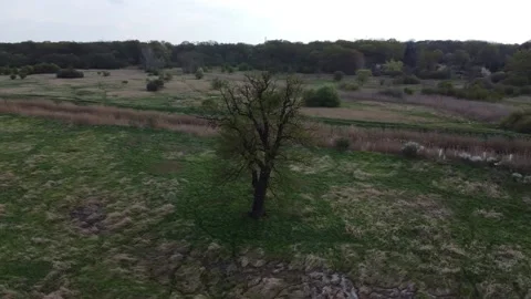 Green landscape - Spring in Poland Stock Footage 239734197