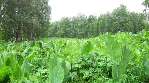 Green landscape in spring time Stock Footage 211826731