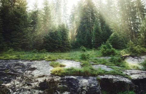 Green landscape with sun rays through pine trees in the morning Stock-Fotos