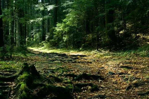 Green landscape with trees and path in forest Stock Photos
