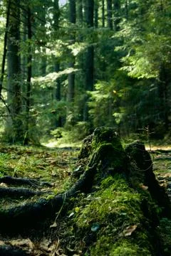 Green landscape with trees and path in forest Stock Photos