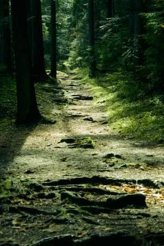 Green landscape with trees and path in forest Foto stock