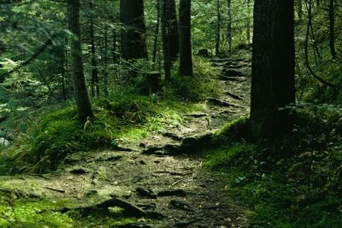Green landscape with trees and path in forest Stock Photos