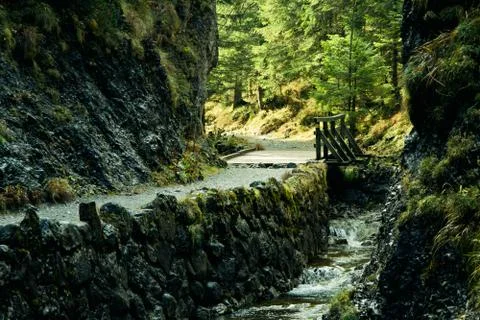 Green landscape with trees path and river in forest in zakopane Stock Photos