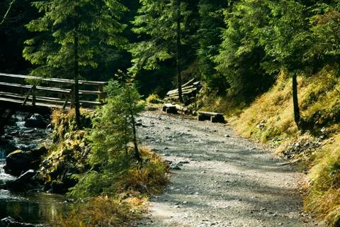 Green landscape with trees path and river in forest in zakopane Stock Photos