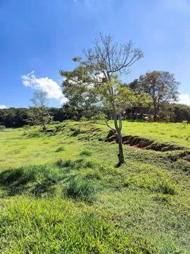 Green landscape with trees under blue sky Stock Photos