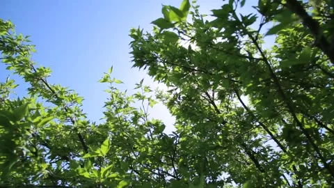 Green landscapes 5 Stock Footage 321660335