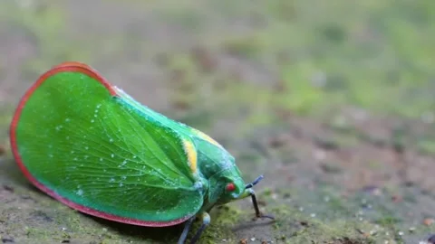 Green Lantern Bug on Forest Floor. Stock Footage 307263898