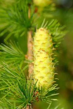 Green larch cones Foto stock