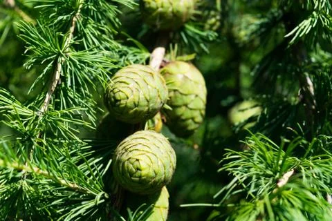 Green larch cones Free Stock Photos