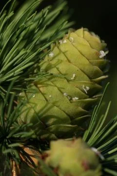 Green larch strobili Stock Photos