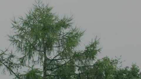 Green larch tree in heavy summer rain with cinematic rack focus Stock Footage 332464750