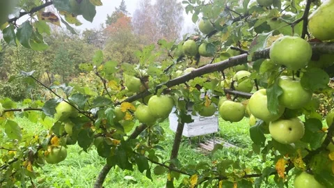 Green large apples hang on the branches of a tree in the garden. Stock Footage 218758797