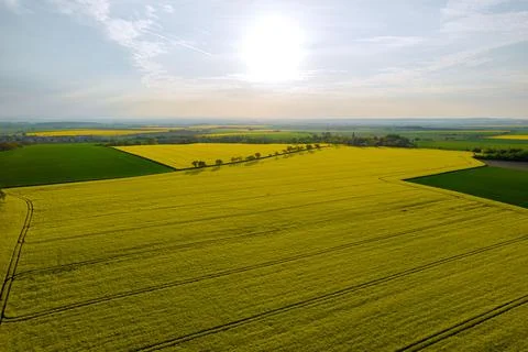 Green large fields, tracks from a tractor in the field. Stock Photos