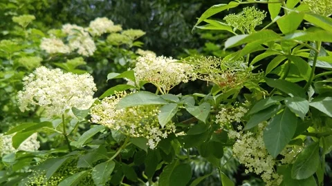 Green large flowering shrub. Stock Footage 310512876