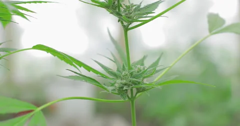 A green, large leaf of cannabis in backlit, daytime light hemp leaves.  Stock Footage 131438378