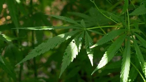 A green, large leaf of cannabis. Sun light over hemp leaves. Vidéo 112645054
