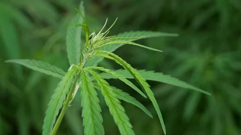 A green, large leaf of cannabis. Sun light over hemp leaves. Vidéo 112645154