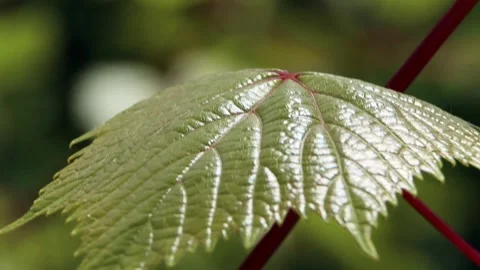 Green large leaf swaying on the wind Stock Footage 321000555