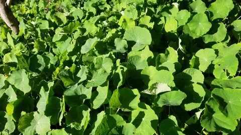 Green large leaves underneath tree in the grove forest Stock Footage 166716954