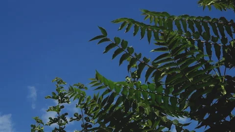 Green large leaves of a young walnut plant bush move from the wind against .. Stock Footage 285346091