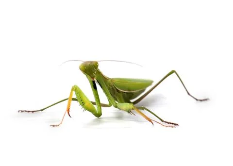 Green large mantis Stock Photos
