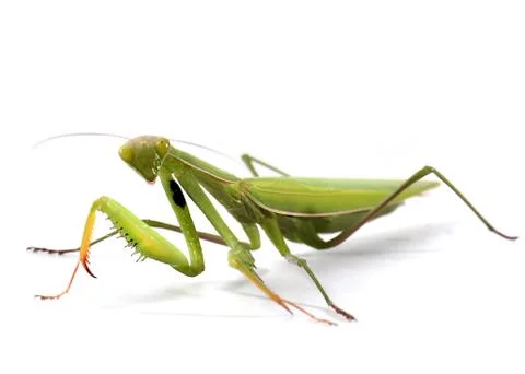 Green large mantis Stock Photos