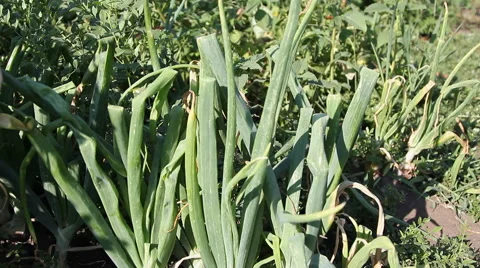 Green large onion Stock Footage 65357036