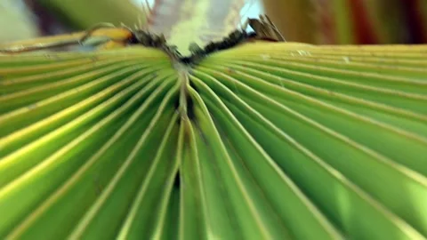 Green large palm leaf and wind Stock Footage 321001057