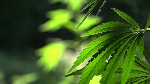 A green, large sheet of cannabis.The backlit, evening light hemp leaves. Stock Footage 93381104