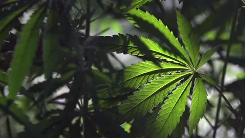A green, large sheet of cannabis.The backlit, evening light hemp leaves. Stock Footage 93381108
