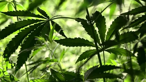 A green, large sheet of cannabis.The backlit, evening light hemp leaves. Stock Footage 93776718