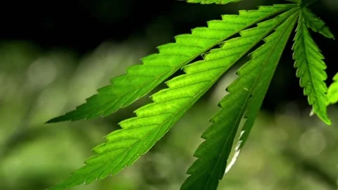 A green, large sheet of cannabis.The backlit, evening light hemp leaves. Stock Footage 93776739