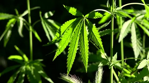 A green, large sheet of cannabis.The backlit, evening light hemp leaves. Stock Footage 93776741