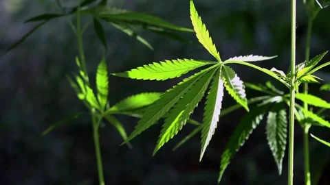 A green, large sheet of cannabis.The backlit, evening light hemp leaves. Stock Footage 93780405